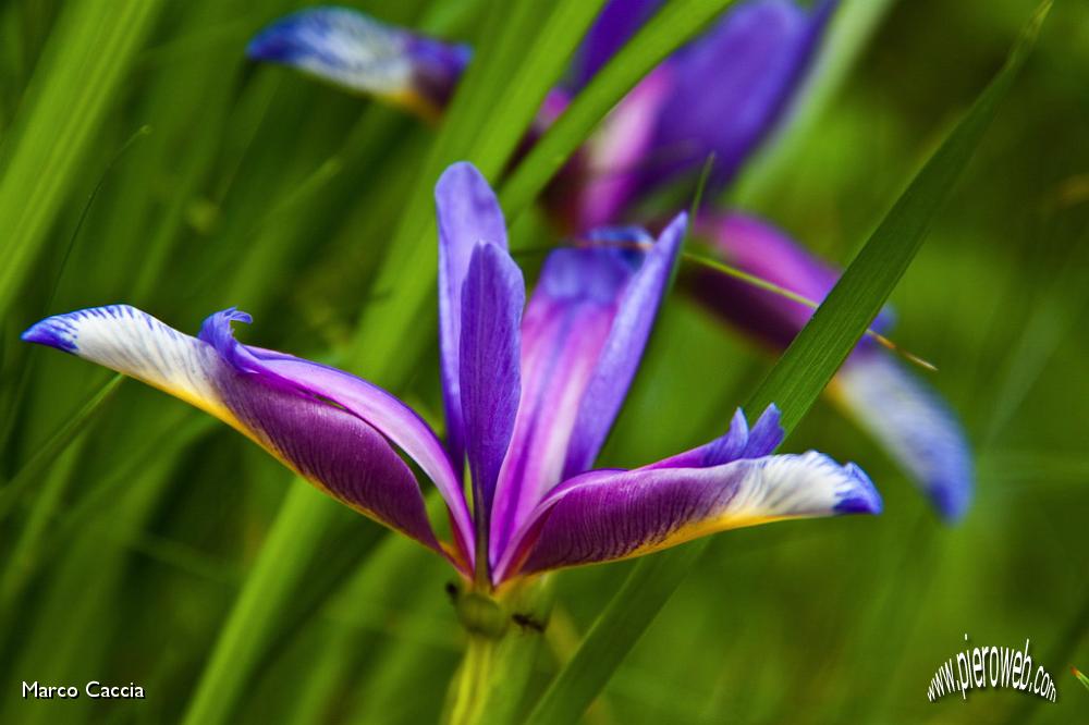 41_Iris selvatico (Gynandriris sisyrinchium).jpg